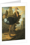 An Ostrich by Francis Barlow