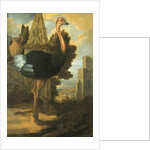 An Ostrich by Francis Barlow