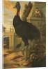 A Cassowary by Francis Barlow
