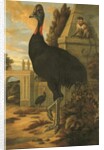 A Cassowary by Francis Barlow