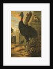 A Cassowary by Francis Barlow