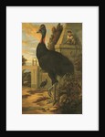 A Cassowary by Francis Barlow