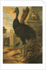 A Cassowary by Francis Barlow