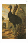 A Cassowary by Francis Barlow