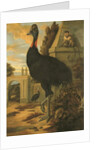 A Cassowary by Francis Barlow