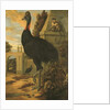 A Cassowary by Francis Barlow