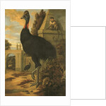 A Cassowary by Francis Barlow
