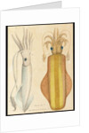 Two studies of cuttlefish, 1881 by Aloys Zotl