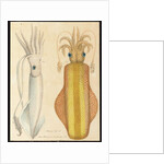 Two studies of cuttlefish, 1881 by Aloys Zotl