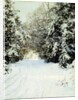 Snow-Laden Trees, 1887 by Walter Launt Palmer