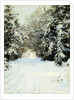 Snow-Laden Trees, 1887 by Walter Launt Palmer