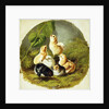 Chicks, 1863 by Arthur Fitzwilliam Tait