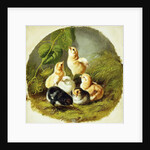 Chicks, 1863 by Arthur Fitzwilliam Tait