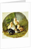 Chicks, 1863 by Arthur Fitzwilliam Tait