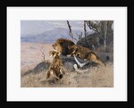 Lion and Lioness; Lowe und Lowin by Wilhelm Kuhnert
