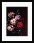 Carnations by Johan Laurents Jensen
