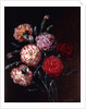 Carnations by Johan Laurents Jensen