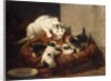 A Feathered Gift by Henriette Ronner-Knip