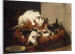 A Feathered Gift by Henriette Ronner-Knip