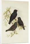 Common Starling by Henry Constantine Richter