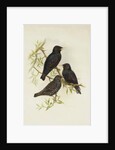 Common Starling by Henry Constantine Richter