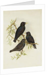 Common Starling by Henry Constantine Richter