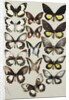 Fifteen Swallowtail butterflies in three columns by Marian Ellis Rowan
