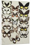 Fifteen Swallowtail butterflies in three columns by Marian Ellis Rowan