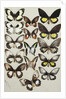 Fifteen Swallowtail butterflies in three columns by Marian Ellis Rowan