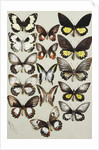 Fifteen Swallowtail butterflies in three columns by Marian Ellis Rowan
