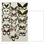Fifteen Swallowtail butterflies in three columns by Marian Ellis Rowan