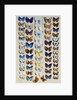 A packed plate of sixty-two butterflies by Marian Ellis Rowan