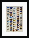A packed plate of sixty-two butterflies by Marian Ellis Rowan