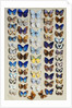 A packed plate of sixty-two butterflies by Marian Ellis Rowan