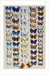 A packed plate of sixty-two butterflies by Marian Ellis Rowan