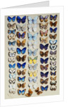 A packed plate of sixty-two butterflies by Marian Ellis Rowan