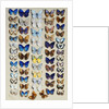 A packed plate of sixty-two butterflies by Marian Ellis Rowan