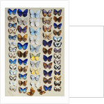 A packed plate of sixty-two butterflies by Marian Ellis Rowan