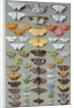 Sixty-three Moths, arranged inthree or five irregular columns by Marian Ellis Rowan