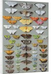 Sixty-three Moths, arranged inthree or five irregular columns by Marian Ellis Rowan