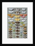 Sixty-three Moths, arranged inthree or five irregular columns by Marian Ellis Rowan