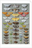 Sixty-three Moths, arranged inthree or five irregular columns by Marian Ellis Rowan