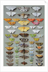 Sixty-three Moths, arranged inthree or five irregular columns by Marian Ellis Rowan