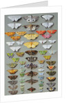 Sixty-three Moths, arranged inthree or five irregular columns by Marian Ellis Rowan