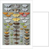 Sixty-three Moths, arranged inthree or five irregular columns by Marian Ellis Rowan