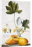 Papaya, by Georg Dionysius Ehret