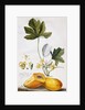 Papaya, by Georg Dionysius Ehret