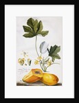 Papaya, by Georg Dionysius Ehret