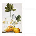 Papaya, by Georg Dionysius Ehret