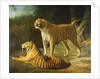 A Tiger and Tigress at the Exeter 'Change Menagerie in 1808, 1808 by Jacques-Laurent Agasse